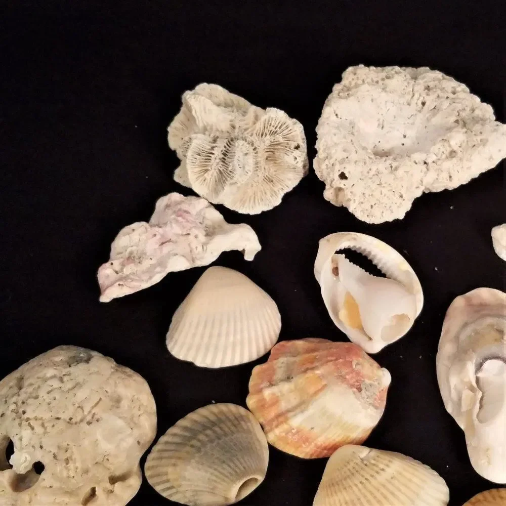 Small Corals & Seashells Arts Crafts Jewelry #8